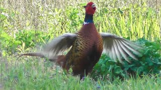 Jagdfasan auf Streifzug Phasianus colchicus [upl. by Izmar355]