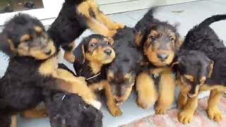 Airedale Terrier Puppies for Sale  S amp S Family Airedales  Off Porch Puppies [upl. by Eiramalegna]