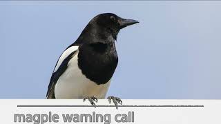 Magpie Warning Call [upl. by Eenafit]