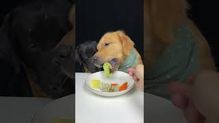 My Labrador Brother Is A Picky Dog Golden and Labrador Cute Pet Debut Plan [upl. by Ayekahs]