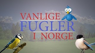 Fugler birds in Norwegian [upl. by Athalee]