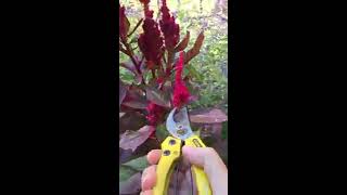 Celosia seed saving tips [upl. by Supen287]