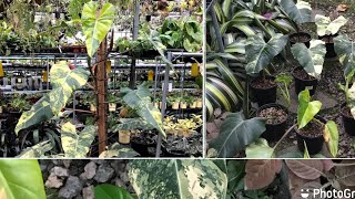 Philodendron domesticum variegata โดเมสติคั่มไม้ใบที่นักสะสมไม่ด่างไม่ควรพลาด [upl. by Treb]