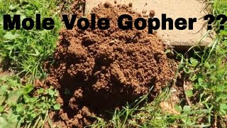 Is it a Mole Vole or Gopher  How to Tell by Their Mounds [upl. by Allemap]