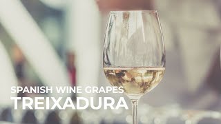 Spanish Wine Grapes Treixadura [upl. by Aloek]