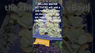 Water Lettuce For sale Large to medium [upl. by Ragg]