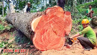 The most beautiful big red mahogany tree today☑️🌳 [upl. by Eibbob]