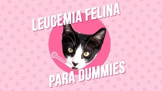 Leucemia felina ¿Tu gato puede curarse [upl. by Arba]