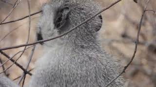 Vervet Monkey [upl. by Berger]