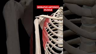 Serratus Anterior Axillary Muscle Work anatomy shoulder shoulder doctor [upl. by Lev]