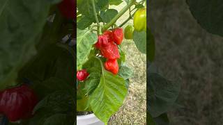 Hot Pepper Spotlight Red Savina Habanero vegetablegardening gardening hotpepper [upl. by Carpet]