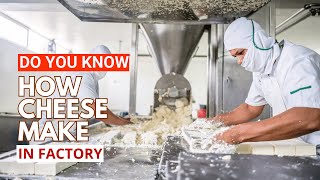 How cheese is Made in Factory  A Heaven for Cheese Lovers [upl. by Hodess964]