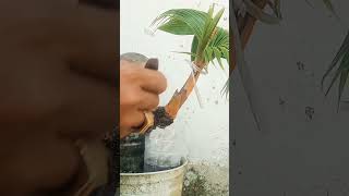 Grounding Akar Baru shorts bonsaikelapa coconutbonsai acarikbonsai [upl. by Coco]