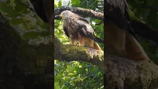 Red Kite Llandeilo Wales 310724 birdingnorthdevon [upl. by Fernas]