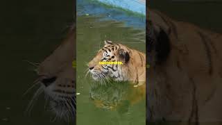 5 Crazy Facts About Tigers You Wont Believe [upl. by Adnamaa]