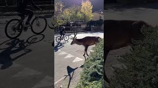 Forse un po’ in difficoltà ma inarrestabile cervo wildlife [upl. by Sumer]