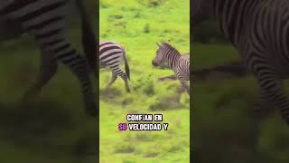 El Ciclo de la Vida en la Sabana Africana Depredadores y Presas sabana africa safari [upl. by Ruffina]