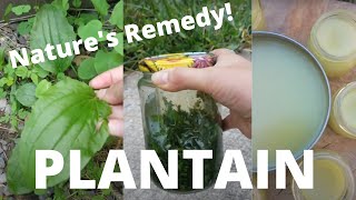 How to make PLANTAIN SALVE BACKYARD PLANT MEDICINE🍀 [upl. by Dyane]