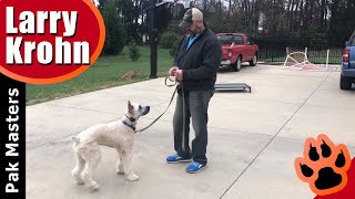 How I start using an ecollar  remote collar lesson with young Bouvier [upl. by Trevorr]