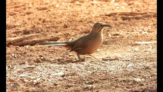 Crissal Thrasher  Pat ONeil Video Bird IDs [upl. by Nihhi]