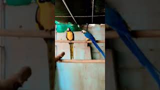 Blue amp Gold Macaw Parrot Pair Looking For New Shelter Pakistan Contact Whatsapp 03128708880 parrot [upl. by Derzon]