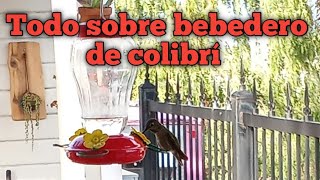 Como atraer colibrí y preparar su agua con azucar [upl. by Haynor]