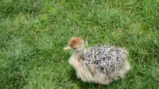 Baby Ostrich Stampede [upl. by Eimas]