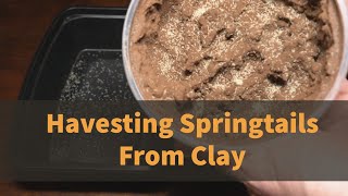 How To Get Springtails Out of Clay Cultures [upl. by Coop783]