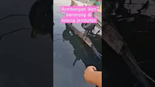 rombongan Baronang [upl. by Nahte]