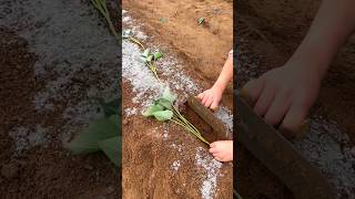 High Yielding Sweet Potato 🍠 🍠 Planting  Sweet Potato Farming shorts youtubeshorts [upl. by Aitak205]