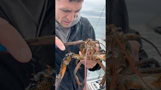 Removing a parasite from a lobster maine lobster interesting didyouknow education learn [upl. by Nolyaj]