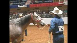 Inaugural Versatility Ranch Horse competition [upl. by Lean]