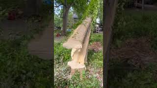 Dangerous tree barber chair subscribeshorts [upl. by Llerahc533]