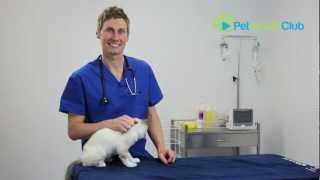 The PetHealthClub  How to put drops or medication in your cats ears [upl. by Yim505]