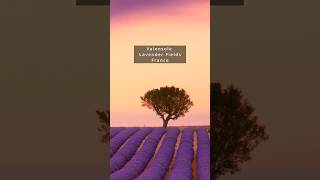 Explore Frances Beauty Lavender Fields of Valensole [upl. by Ahtenak718]