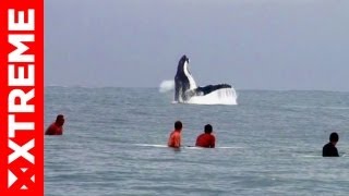 Baleines à Tahiti  Surfing avec Manoa Drollet [upl. by Nims]