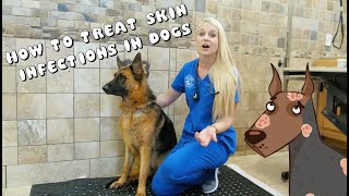 How to Treat Skin Infections in Dogs  Pyoderma [upl. by Sakmar533]