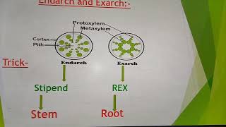 EndarchExarchOpenClose Vascular bundles [upl. by Inaj]