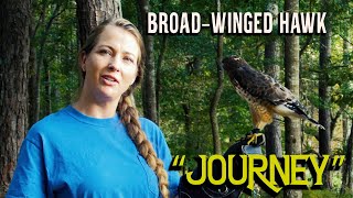 Journey the BroadWinged Hawk [upl. by Ssalguod]