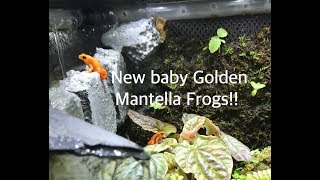 Setting up our Three ADORABLE New BABY GOLDEN MANTELLA Frogs Holy Crap are they TINY [upl. by Collayer964]