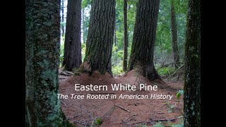 Eastern White Pine the Tree Rooted in American History [upl. by Enyawad]