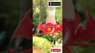 Hummingbirds Can Fly Backwards 🐦 Incredible Nature Facts facts [upl. by Enyamert]