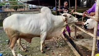 Design Agro park ltd 2024 collection  Mashallah  excellent bull  Cattleclipsbyanas [upl. by Ellener]