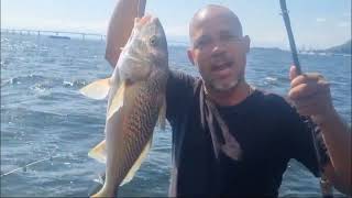 PESCARIA BAIA DE GUANABARA RJ  CORVINAS COM CAMARÃO VIVO PEIXE ESPADA FISHING GUIA SIDNEI CORCORAN [upl. by Ynar]