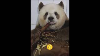 Funny panda eating bamboos and paused for cam 😂 animals new shortsfeed [upl. by Lisabet602]