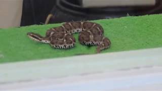 Venomous viper show 2 Japan Snake Center [upl. by Daphie]