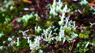 Boreal Forest  Saguenay [upl. by Hnaht]