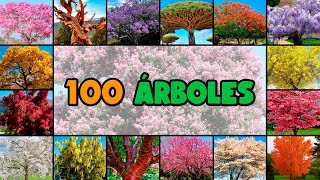 100 nombres de ÁRBOLES MUY COLORIDOS y PINTORESCOS [upl. by Nitnerb521]