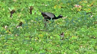 Bronze Winged Jacana With Her Chicks [upl. by Halik]