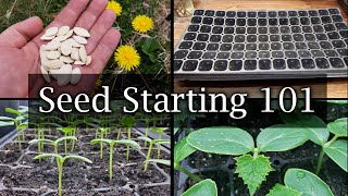 How To Start Vegetable Seeds  The Definitive Guide For Beginners [upl. by Thgiled]